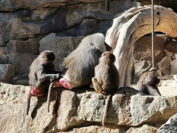 Monkeys sitting on rock at zoo