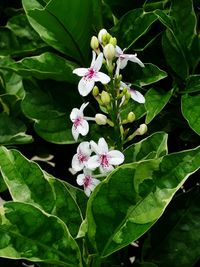 Close-up of flowers blooming outdoors