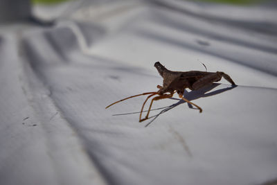 Close-up of insect