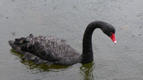 Black swan swimming in lake