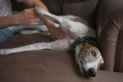 Owner gives belly or stomach rub to well behaved pet greyhound dog, who relaxes and lies sideways