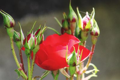 Close-up of red succulent plant