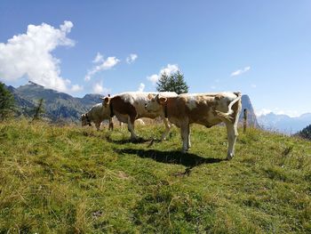 Cows on field against sky
