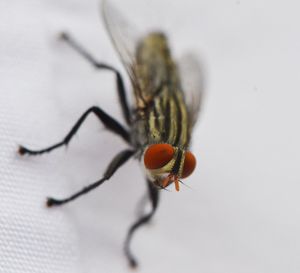 Close-up of housefly on white fabric