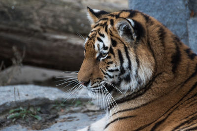 Close-up of tiger