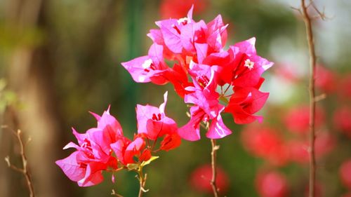 Close-up of pink flower