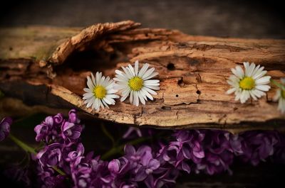 Close-up of flowers on wood