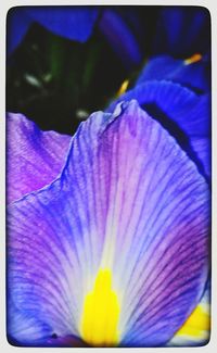 Close-up of purple flower blooming outdoors