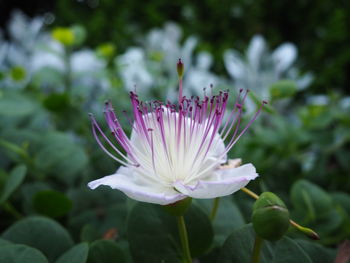 Close-up of pink flower blooming outdoors