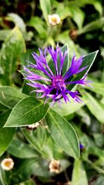 Close-up of purple flower blooming outdoors