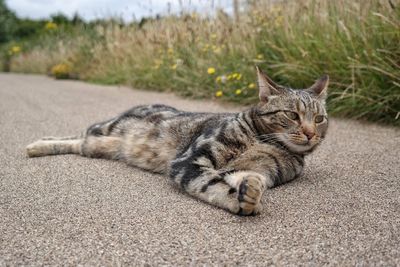 Portrait of cat lying down