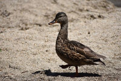 Close-up of a duck