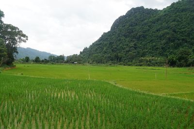 Scenic view of agricultural field against sky