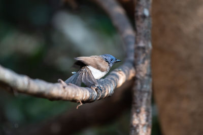 Close-up of bird perching on branch