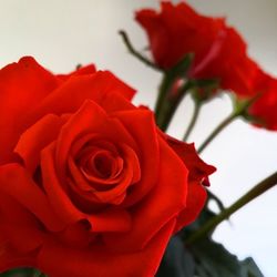 Close-up of red rose