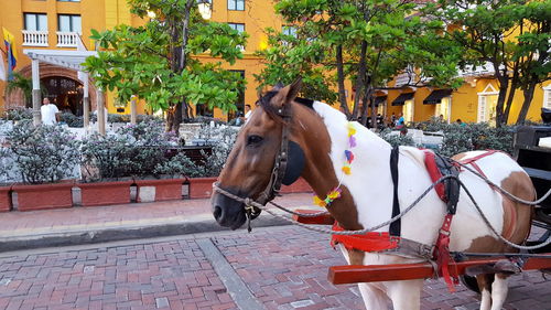 Horse standing by tree