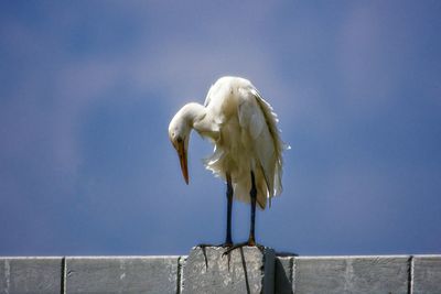 Seagull perching on a wall