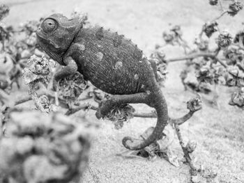 Black and white foto of a lizard on rock