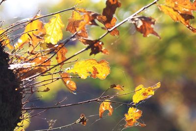 Close-up of yellow maple leaves on tree