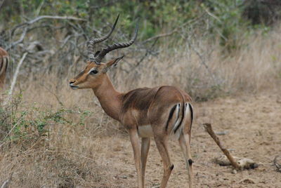 Side view of gazelle on field