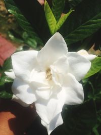 Close-up of white flower blooming outdoors