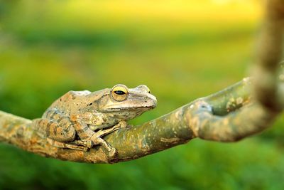 Close-up of a frog on branch