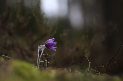 Purple blooming flower