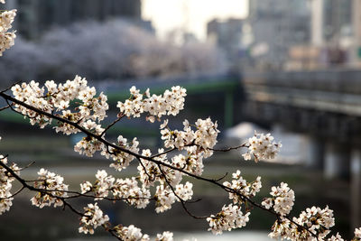 High angle view of cherry blossoms in spring