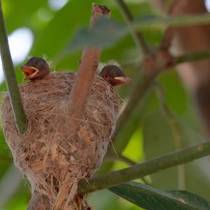 Close-up of bird perching on nest