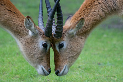 Close-up of deer