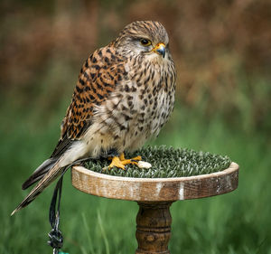 Close-up of owl perching on wood