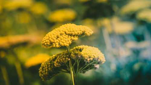 Close-up of yellow flower against blurred background