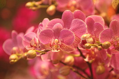 Phalaenopsis shaped like a butterfly