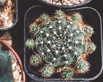 High angle view of potted cactus plants