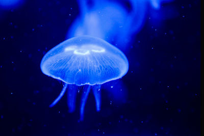 Close-up of jellyfish swimming undersea