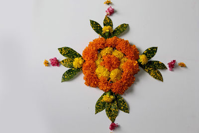 Close-up of multi colored leaves on white background