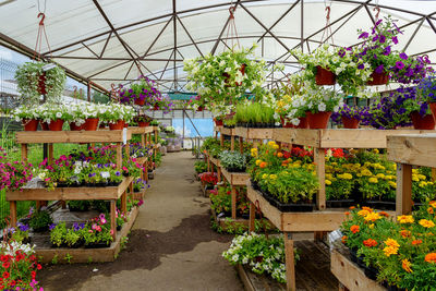 Blooming flowers in pots and on shelves in the garden center