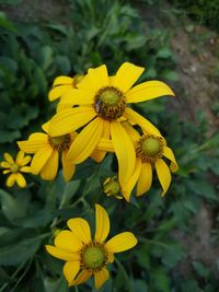 Close-up of yellow flower