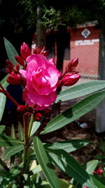 Close-up of red flower blooming outdoors