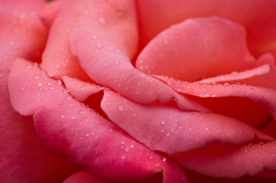 Close-up of wet pink rose flower