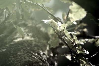 Close-up of fresh plant