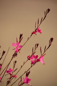 Low angle view of pink flowers
