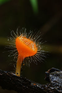 Close-up of orange leaf