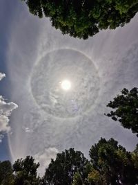 Low angle view of trees against sky