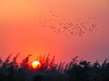 Flock of birds flying in sky at sunset