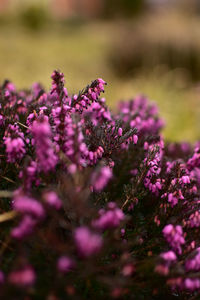 Close-up of pink flowering plant