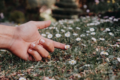 Close-up of person touching flower on field