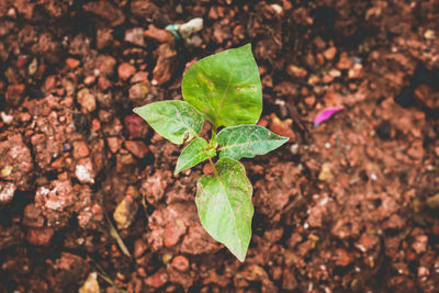 High angle view of plant growing on field