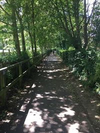 Footpath amidst trees in forest