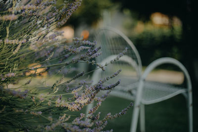 Close-up of plants against blurred background